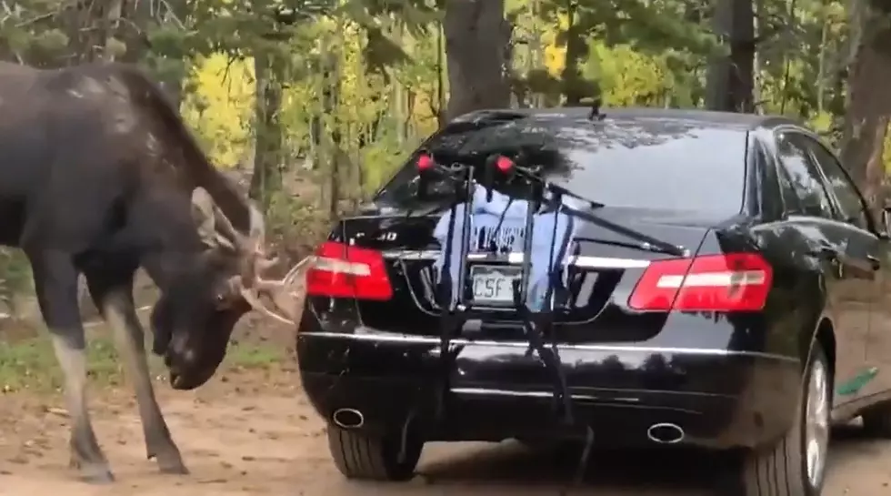 Watch a Moose Take a Severe Dislike to a Very Expensive Car