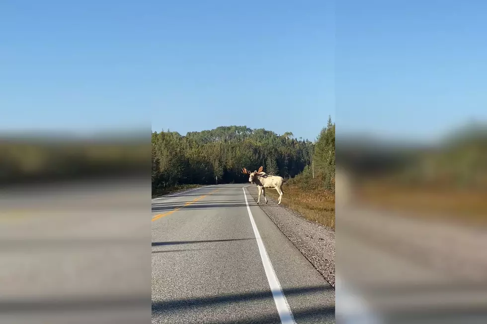 Watch One in a Million Video of a Rare Albino Bull Moose