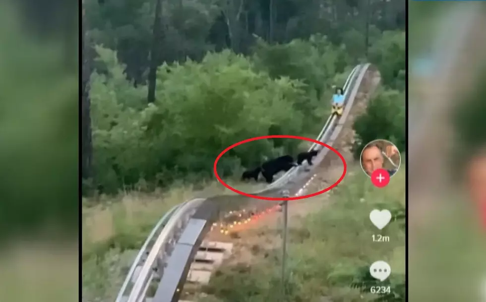Rider on Mountain Coaster Gets Surprised by 3 Bears