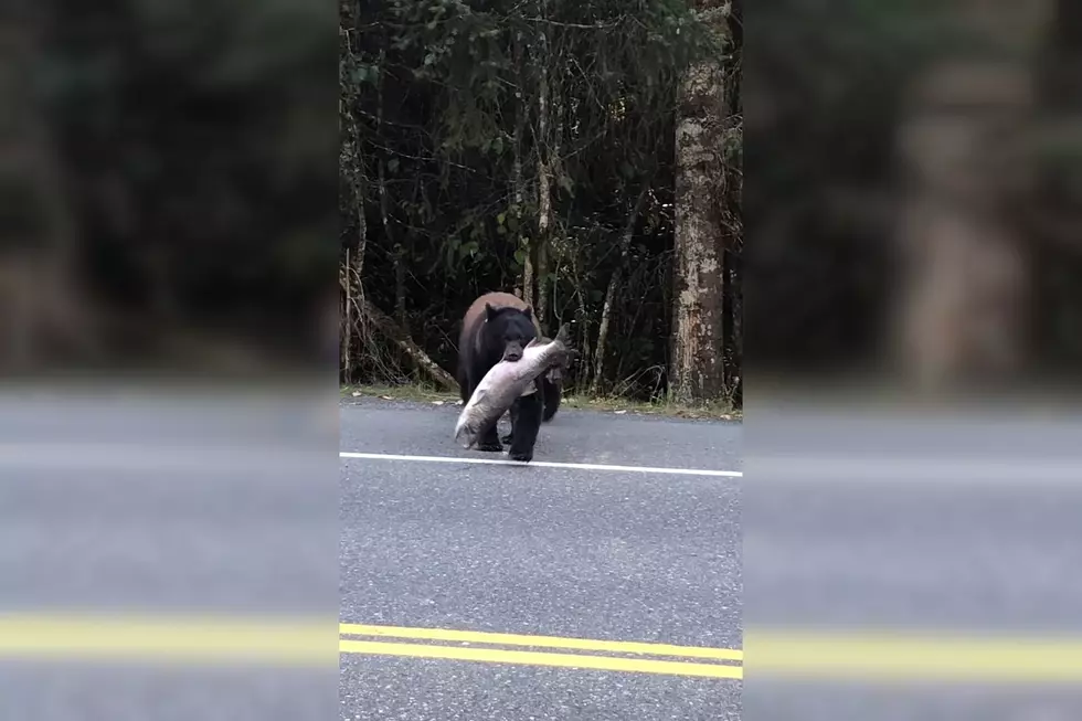 Sorry, But This Bear is a Way Better Fisherman than You