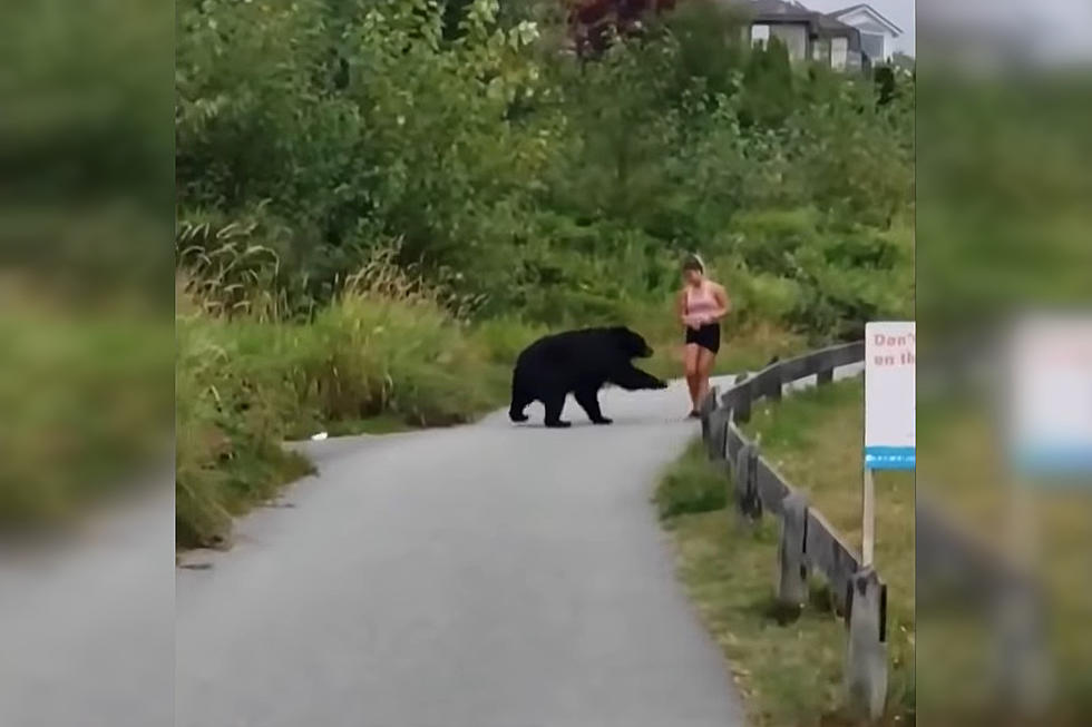 Watch a Shocked Jogger Get Swatted at by a Bear