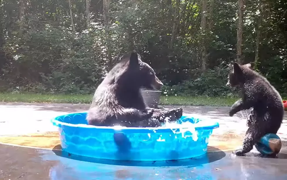 Watch this Bear and Cub Take Over a Family’s Kiddie Pools