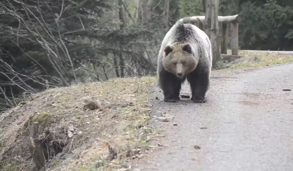 Watch a Rider React When His Road is Blocked By a Massive Grizzly