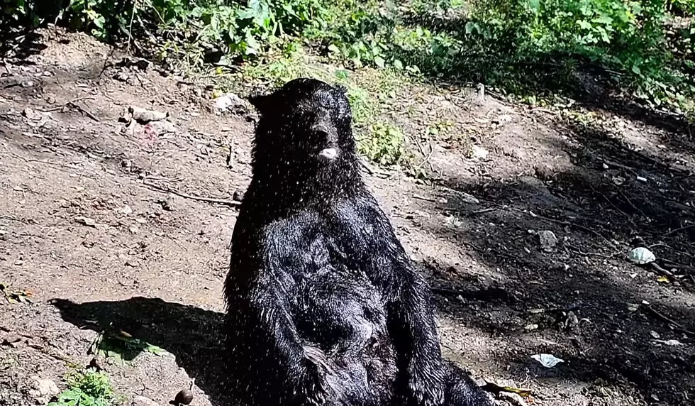 Meet the Retired Circus Bear Who Loves People Giving Him Showers