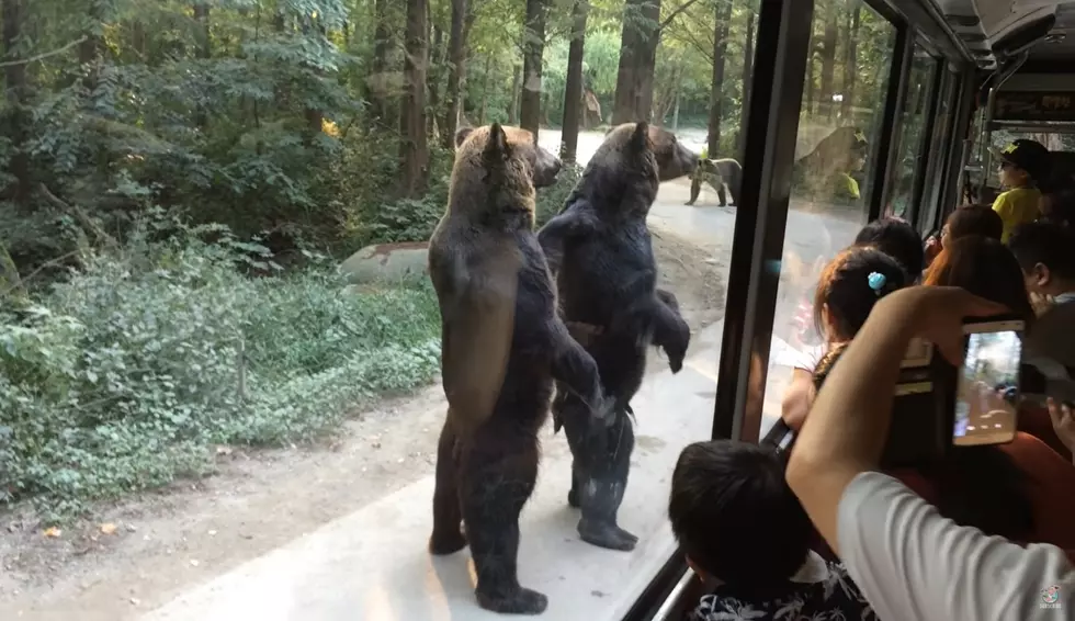 Watch Bears Amaze Tourists By Standing Like People for Treats