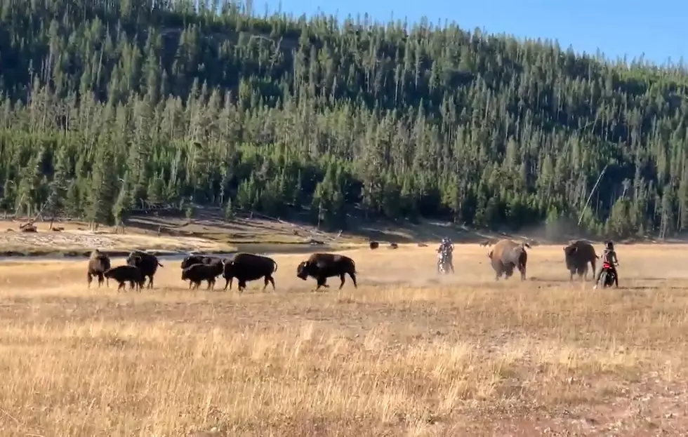 Watch Bikers Harass Bison in Yellowstone National Park
