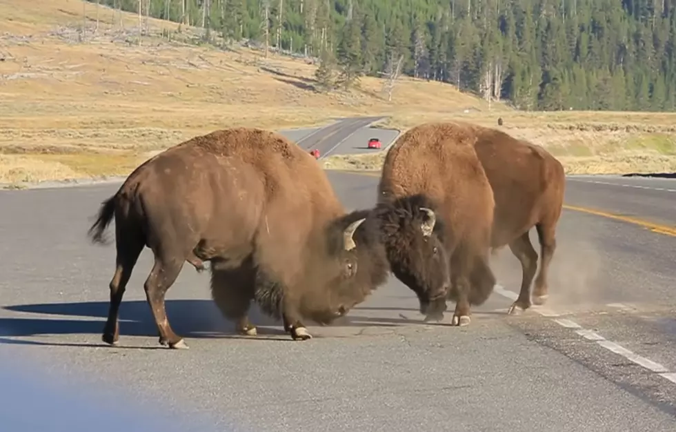 Watch 2 Yellowstone Bison Go Head-to-Head in a Battle Over a Cow