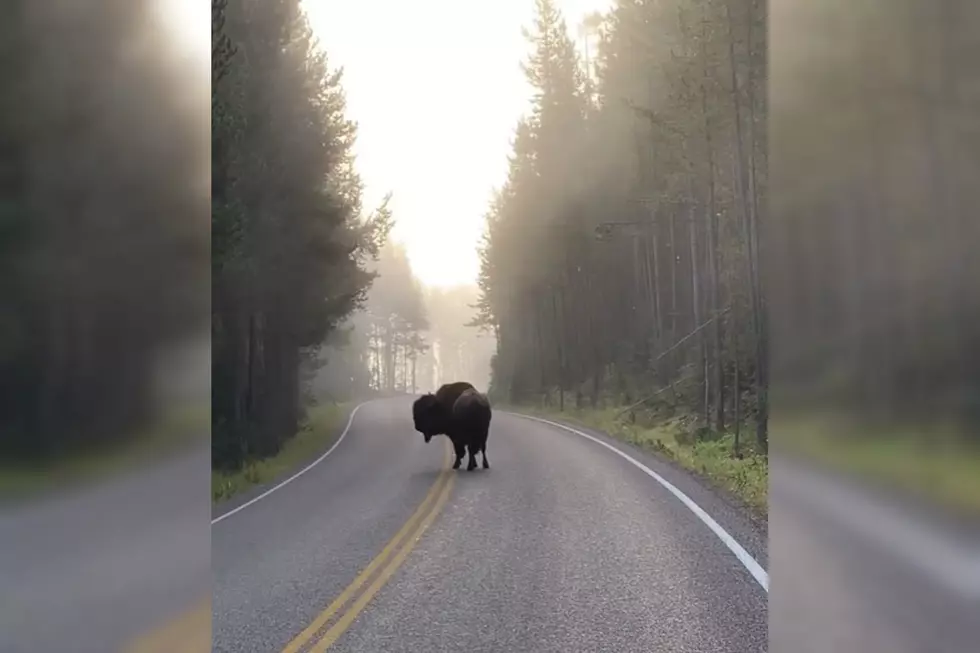 Yellowstone Bison Would Really Like it If You&#8217;d Get Off His Road