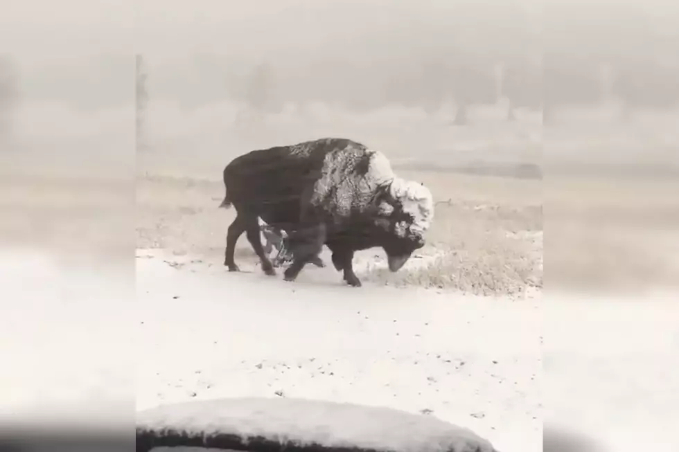 Watch a Yellowstone Bison Loving This Week’s Snowstorm – Not