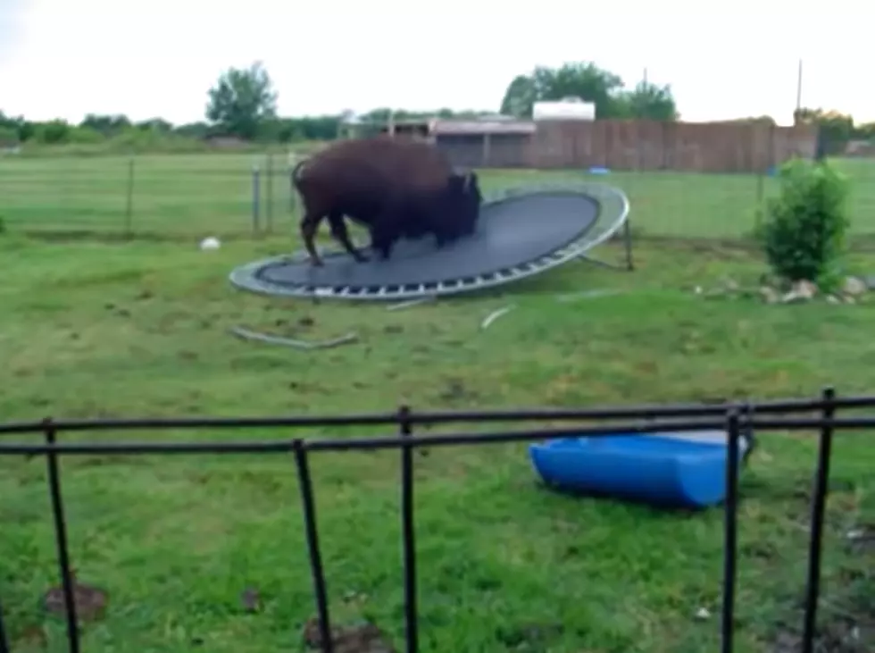 Watch a Bison Play With a Trampoline Like He Owns It