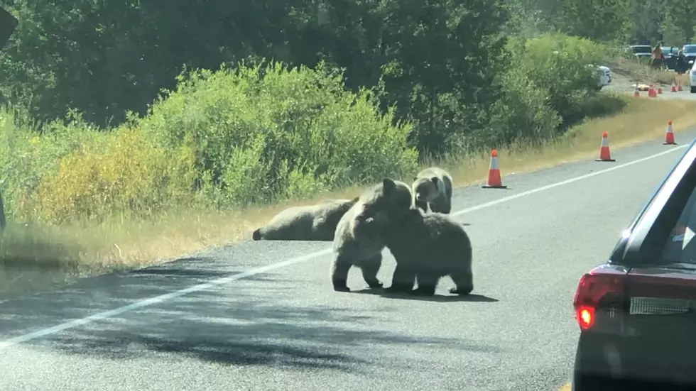 4 Cubs Wrestling Completely Brings Wyoming Traffic to a Stop