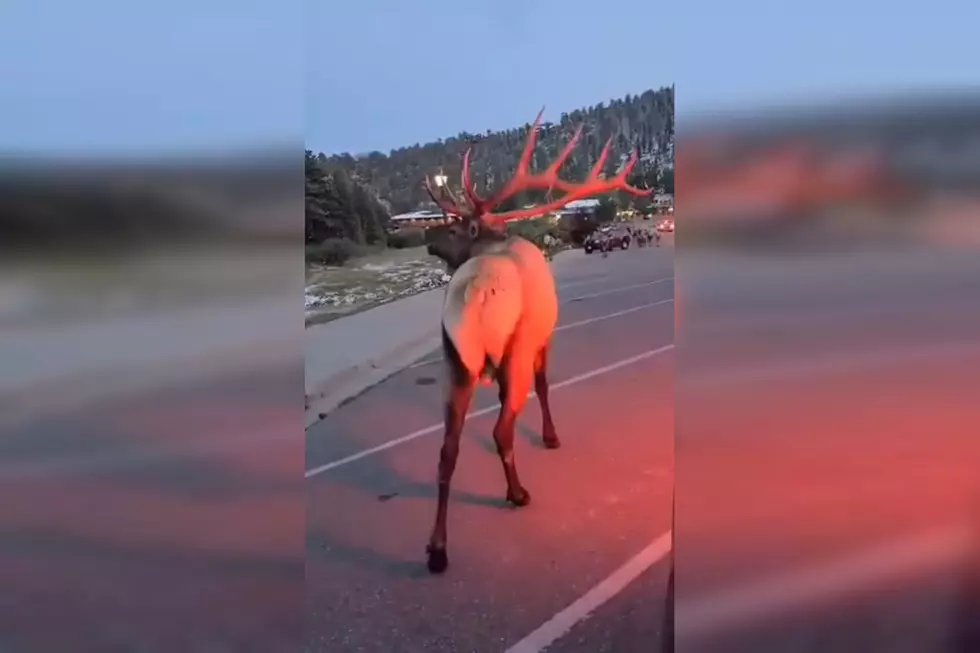 Lady Yells at Bull Elk During Rutting Season So He Yells Back
