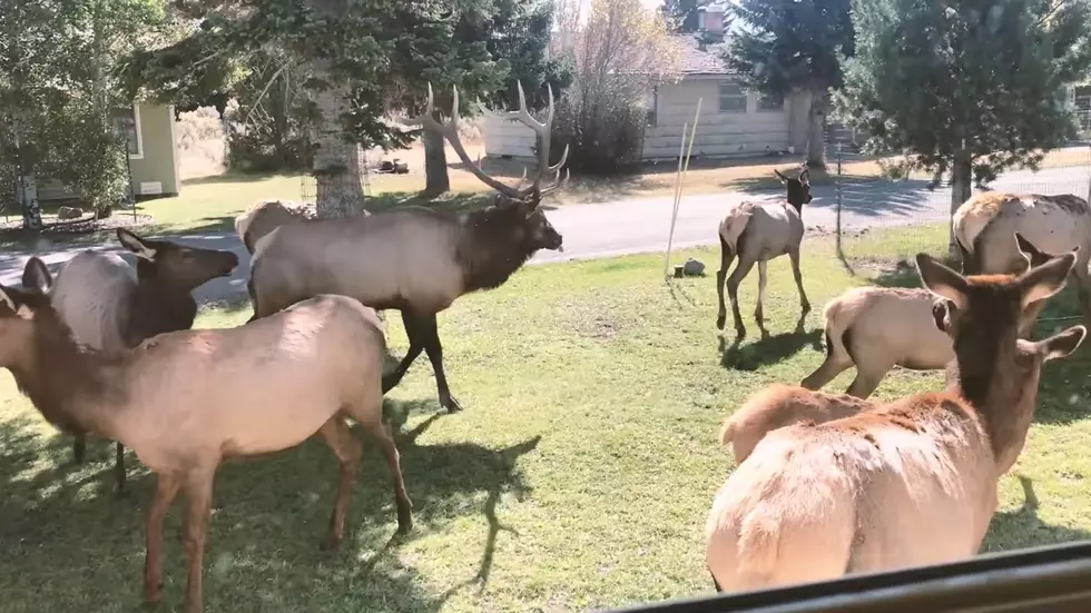 Video Shows That Moment When a Family Realized Their Yard Was Elk