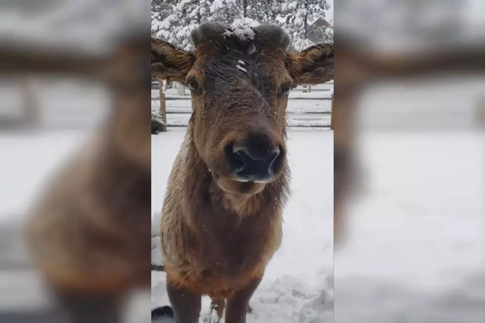 This Elk Named Sam Has Visited a Colorado Home 14 Years in a Row