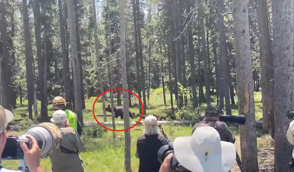 Watch a Ranger Try to Keep People Away from Grizzly 399 and Cubs