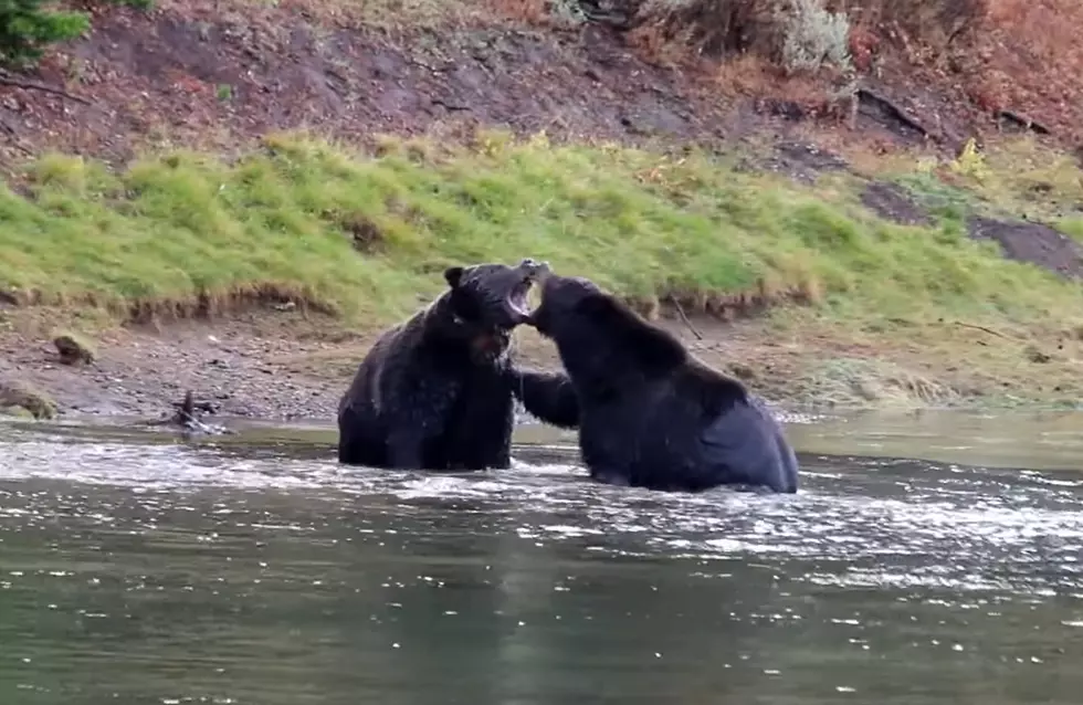 Watch 2 Grizzlies Square Off Over an Elk in the Yellowstone River
