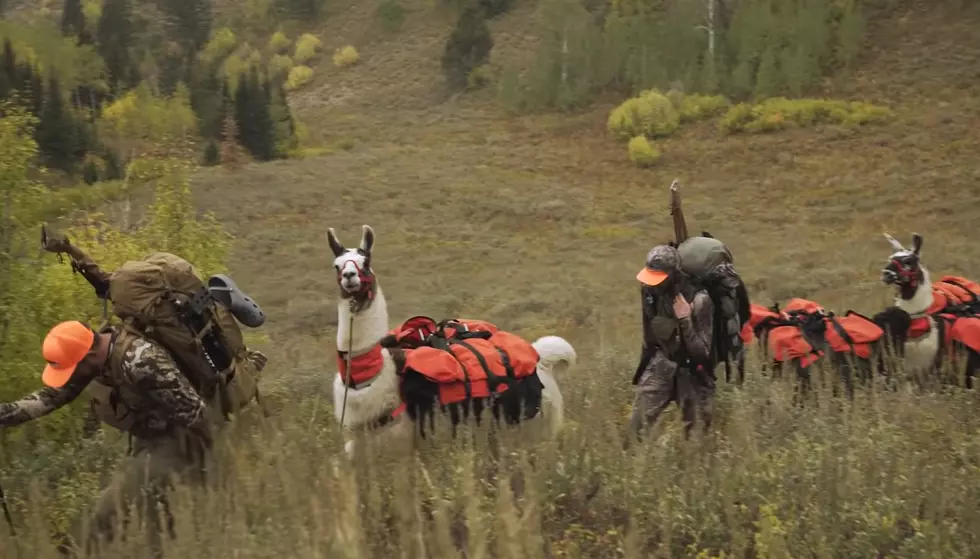 Would You Go Hunting In Wyoming With A Llama Pack String?