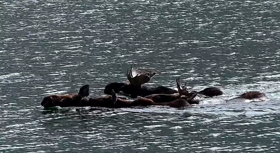 Family Surprised By Armada of Moose Swimming Across a Lake