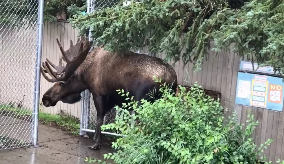 Monster Moose Defies Physics, Gets Rack Through Fence Gate