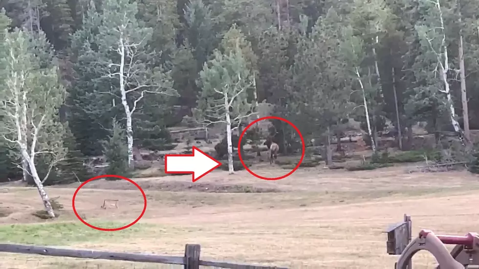 Colorado Neighborhood Watches a Mountain Lion Stalk a Huge Elk