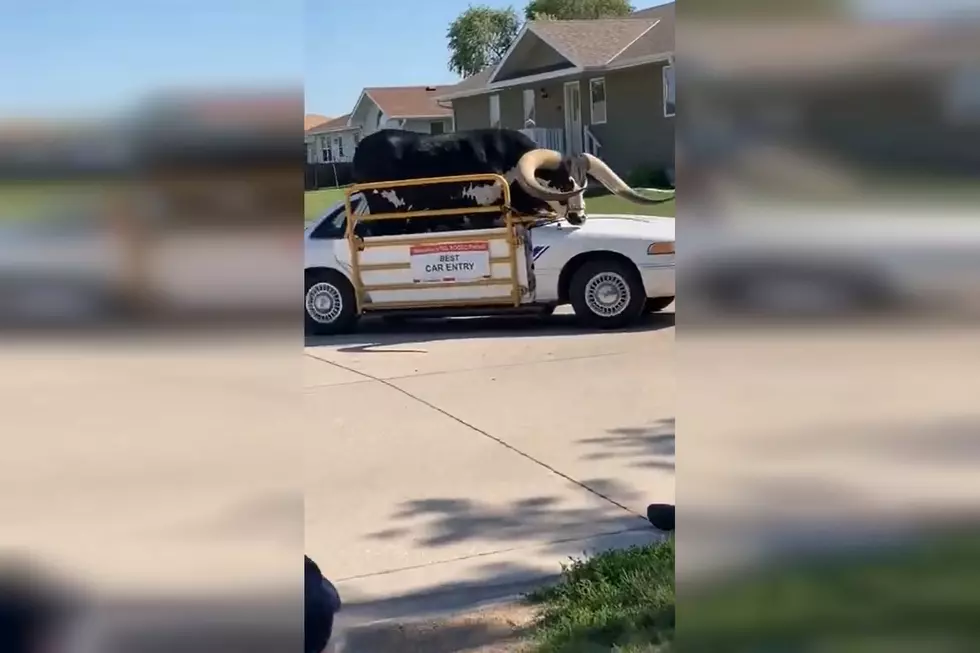 Nebraska Parade Features a Longhorn in a Convertible Just Because