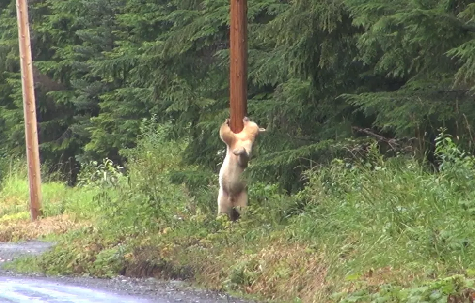 Watch a White Bear Put On an Incredible Pole Dancing Performance