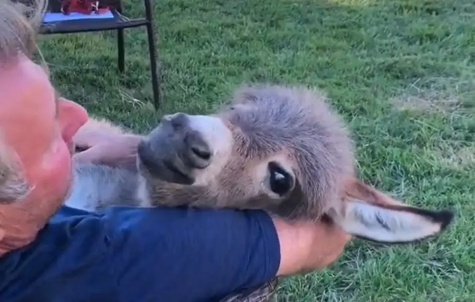 Watch a Sweet Man Sing to a Donkey He Rescued