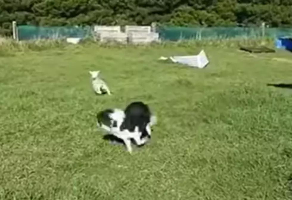 Watch: Sheep Turns The Tables On Sheepdog And It’s Hilarious