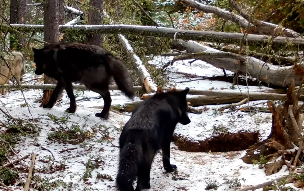 Wyoming Trail Cam Captures Video of a Wolf Pack on the Prowl