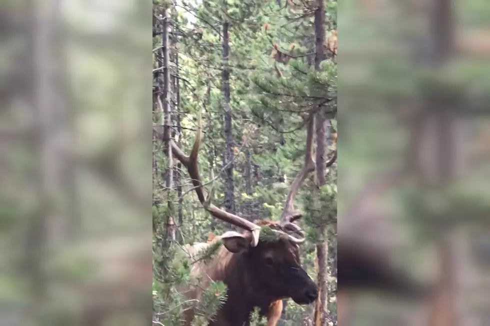 Relax and Watch a Yellowstone Elk Rub His Antlers Against Trees