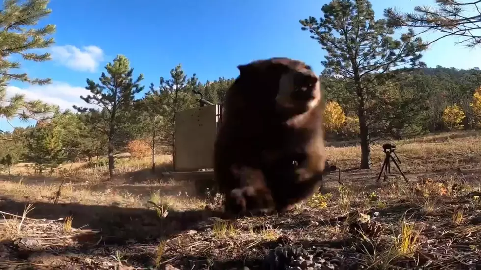 Watch a Bear Get Set Free, Proceed to Annihilate Camera