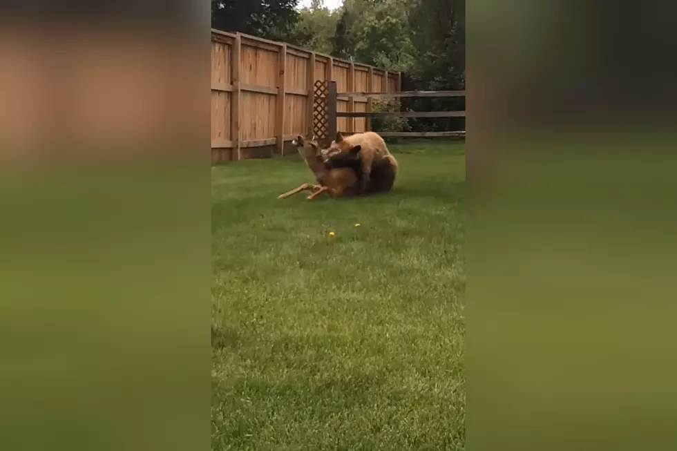 Watch a Bear&#8217;s Vicious Takedown of a Deer in a Quiet Neighborhood