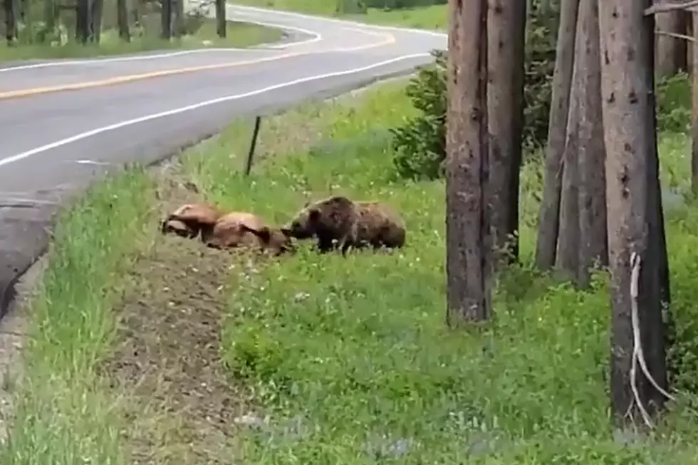 Wyoming Driver Shares Video of Grizzly Savagely Attacking an Elk