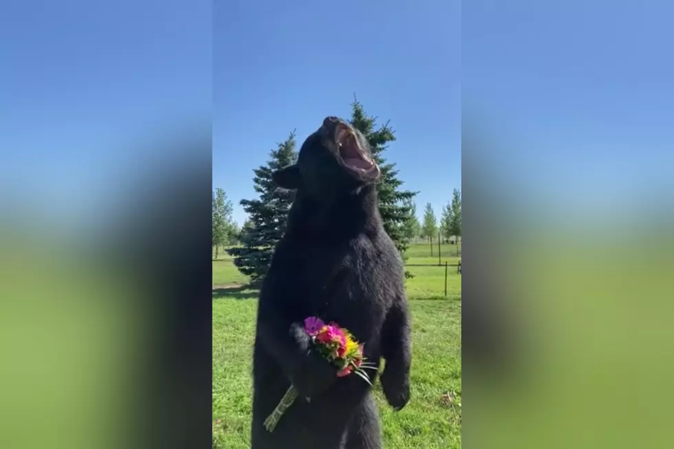 Watch the Most Romantic Bear Ever Who Has Flowers for You