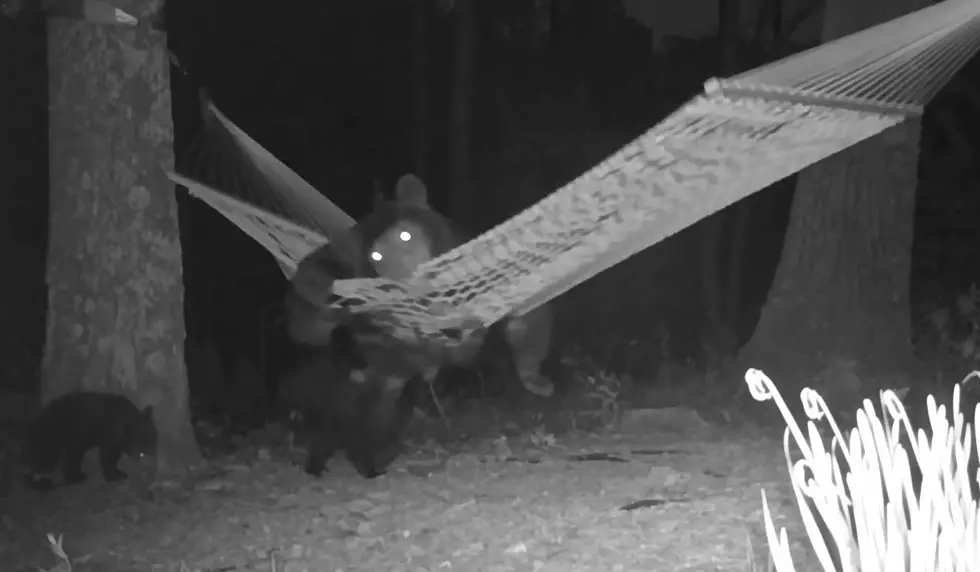 Security Video Solves the Mystery of Who Destroyed a Hammock