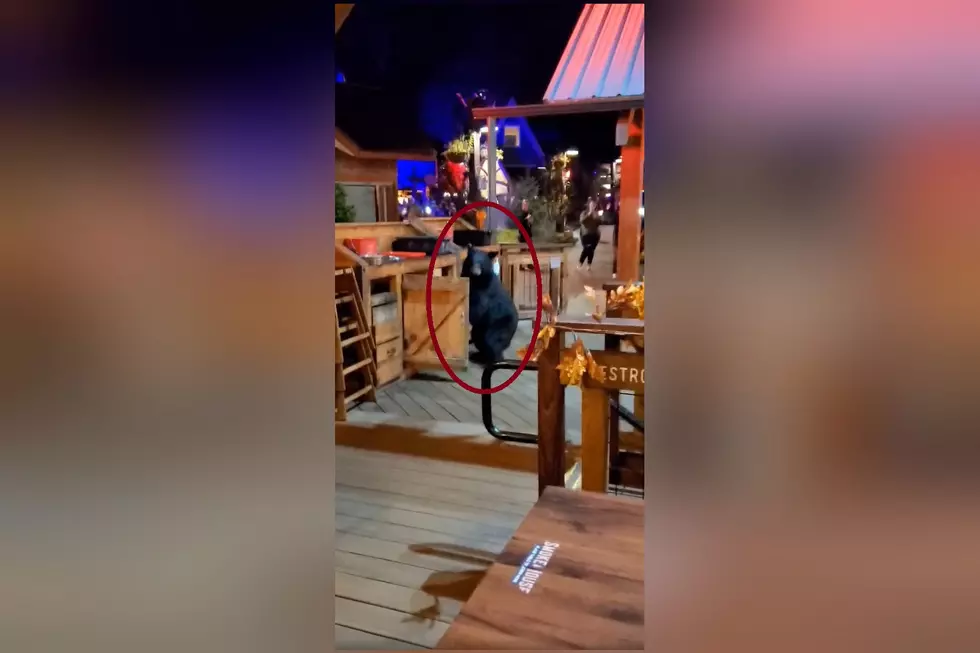 Watch a Bear Break Into a Restaurant Then Complain About the Food