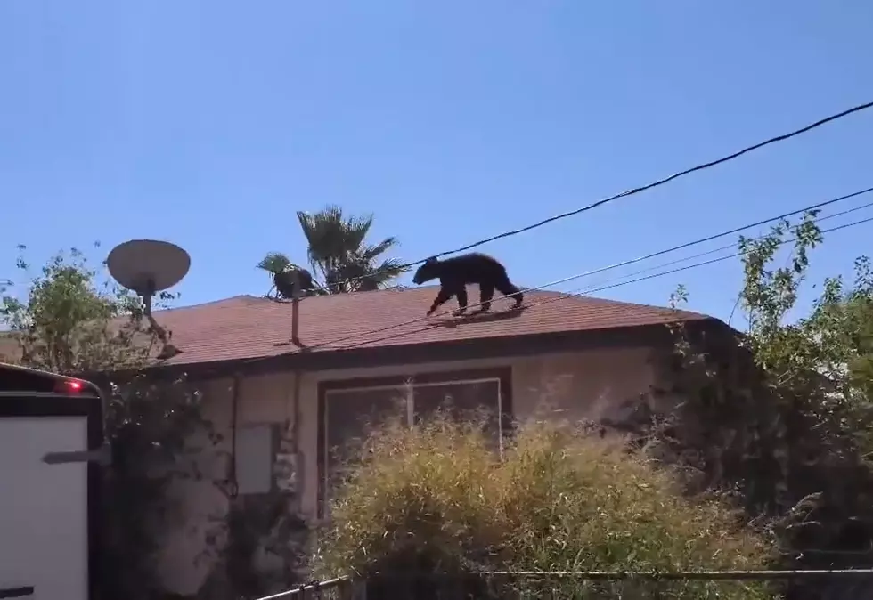 Excuse Me Neighbor, Did You Know There’s a Bear On Your Roof?