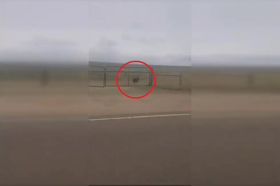 Watch a Bear Nearly Outrun a Car Near Colorado Springs