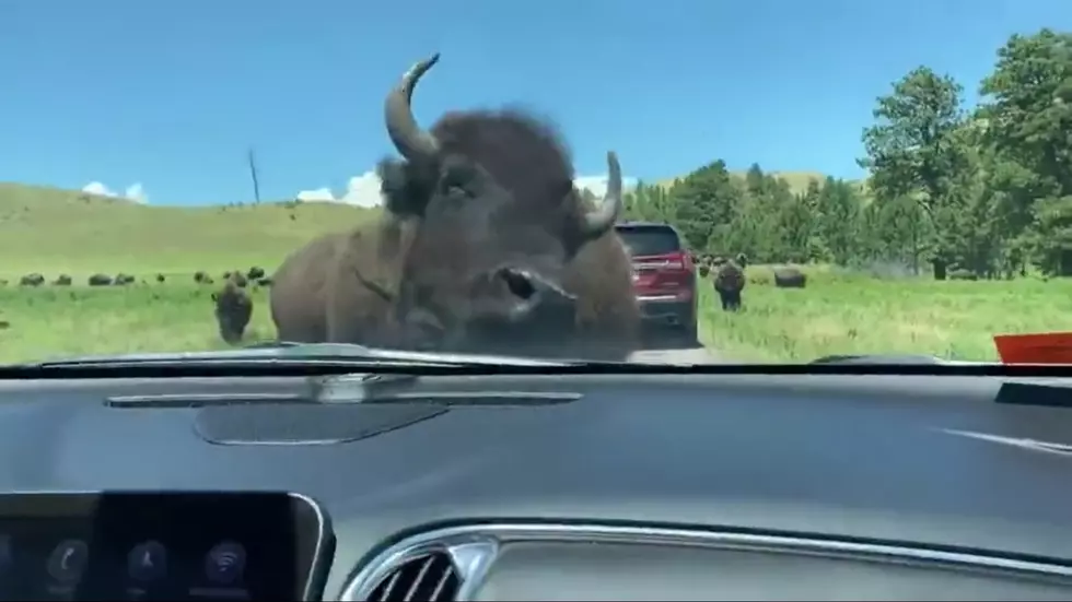 Driver Shares Video of a Bison that Fell in Love With Her Car