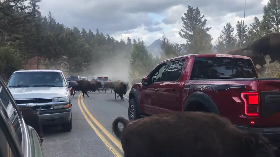 Watch a Yellowstone Traffic Jam Result in a Bison Stampede