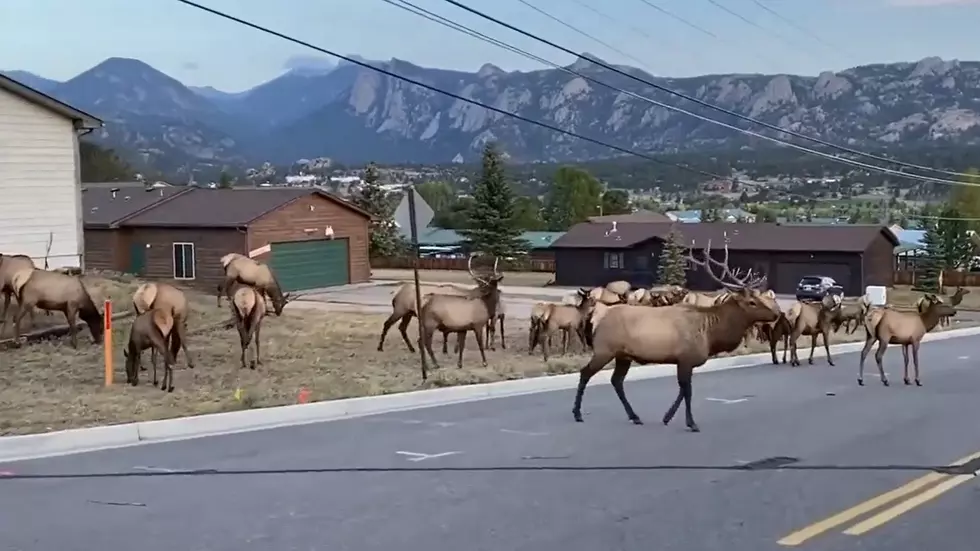 WATCH Elk Take Over Estes Park During Rut