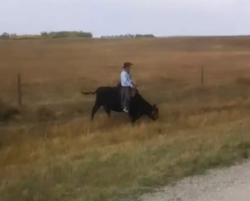 Not All Cowboys Ride Horses&#8230;Apparently Some Ride Cows