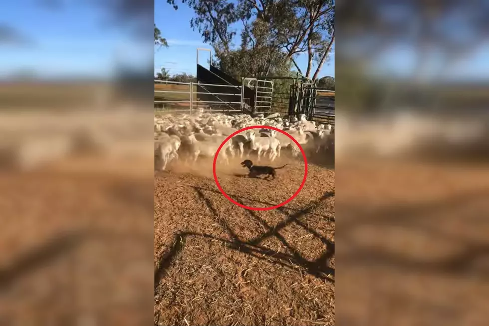 Happiness is Watching a Mini-Dachshund Round Up a Herd of Sheep