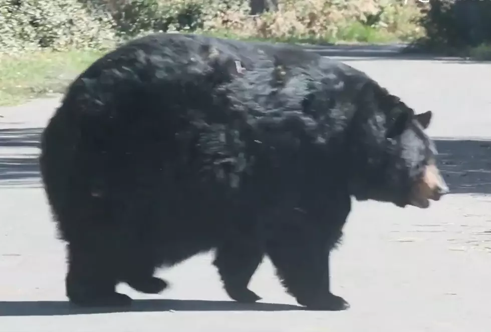 Fat Bear Week In Wyoming? Lets Do It!
