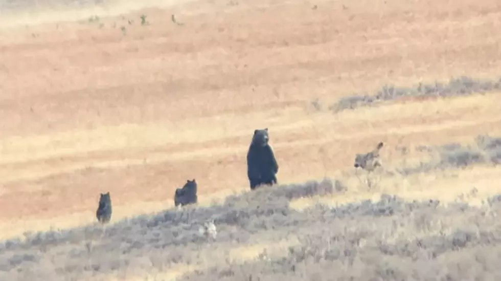 Watch a Wolf Pack Run Circles Around a Yellowstone Grizzly