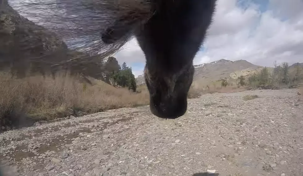 Wyoming Game and Fish Shows You Life as Seen By a Moose