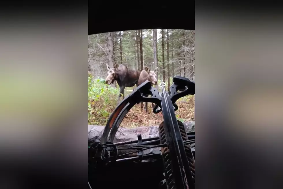 Watch 3 Moose Cows Decide to Hang Out With a Bow Hunter