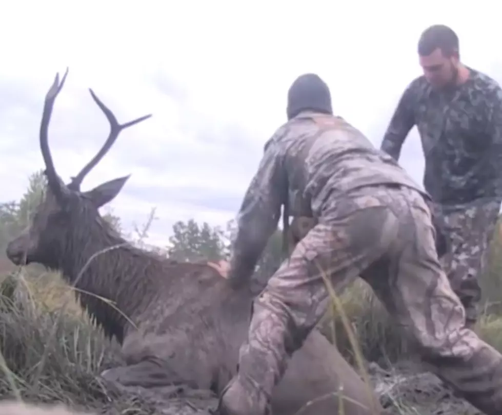 WATCH: Two Hunters Save Stuck Bull Elk From Certain Death