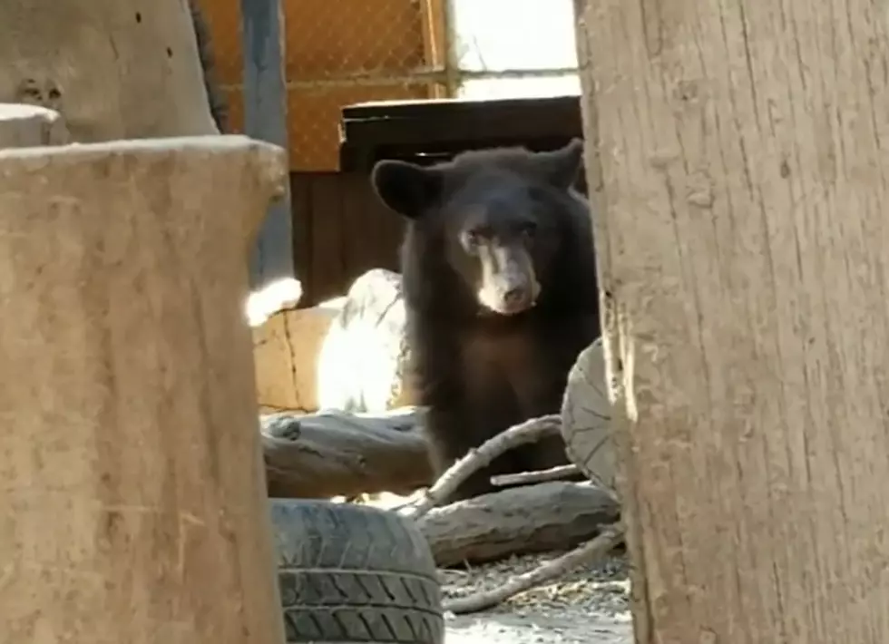 Bear Orphan that Wandered into Rock Springs Now Has a New Home