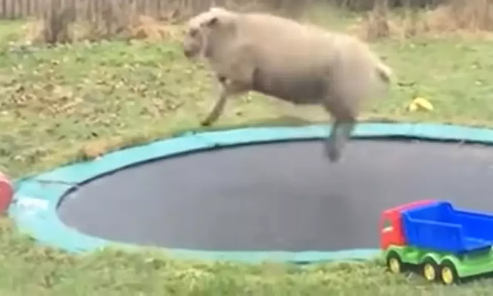 Yes, It’s a Sheep on a Trampoline Because Why the Heck Not?